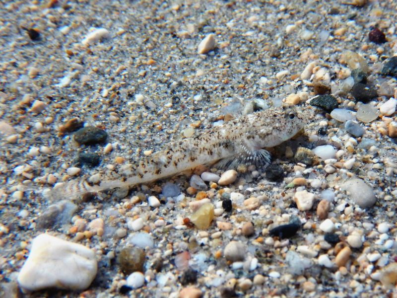 Pomatoschistus marmoratus and P. bathi from Krk